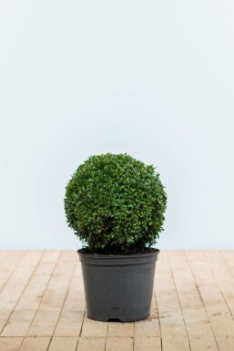 Buksbomen / Buxusbol 30-40 cm