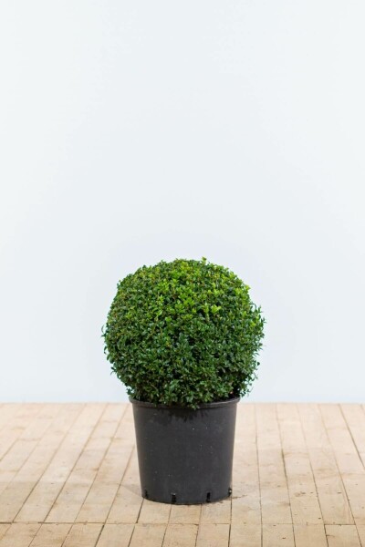 Buksbomen / Buxusbol 40-50 cm