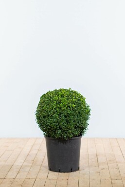 Palmboompje Buxus Sempervirens Bol 40-50 Kluit