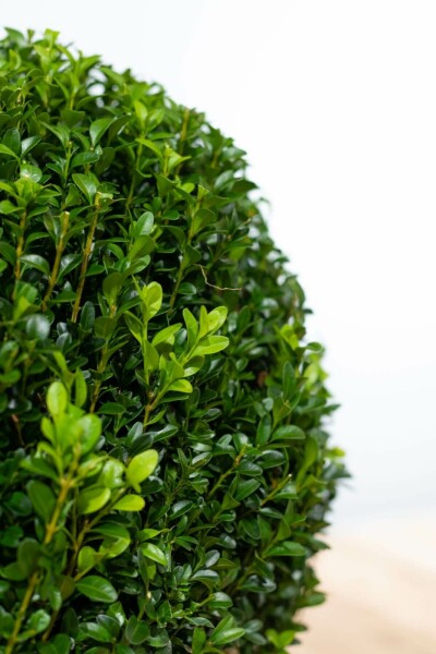 Buksbomen / Buxusbol 40-50 cm