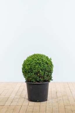 Buksbomen / Buxusbol 50-60 cm