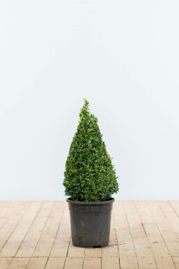 Buksbomen / Buxus Pyramide