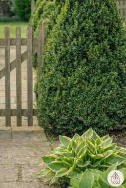 Buksbomen / Buxus Pyramide 50-60 cm