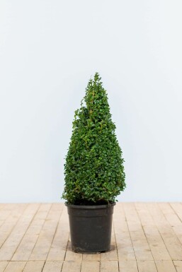 Buksbomen / Buxus Pyramide