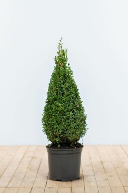 Buksbomen / Buxus Pyramide 70-80 cm