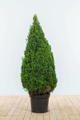 Buksbomen / Buxus Pyramide 90-100 cm