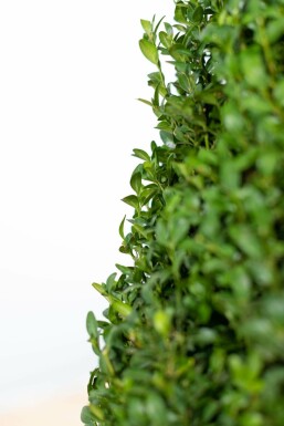 Buksbomen / Buxus Pyramide 90-100 cm