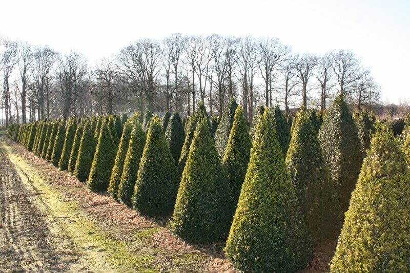 Buksbomen / Buxus Pyramide 90-100 cm