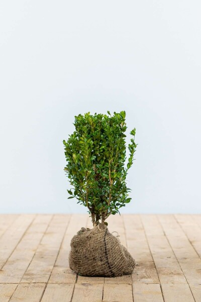Buksbomen / Buxus Sempervirens Haag 20-30 cm