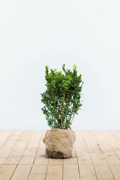 Buksbomen / Buxus Sempervirens Haag 30-40 cm