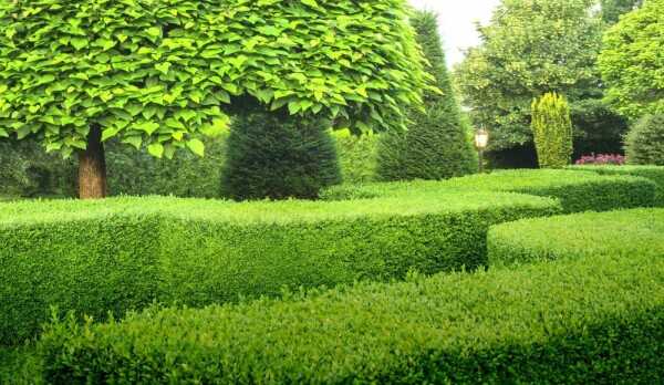 Palmboompje Buxus Sempervirens Haag 30-40 Pot