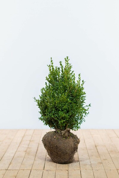 Buksbomen / Buxus Sempervirens Haag 40-50 cm