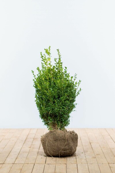 Buksbomen / Buxus Sempervirens Haag 50-60 cm