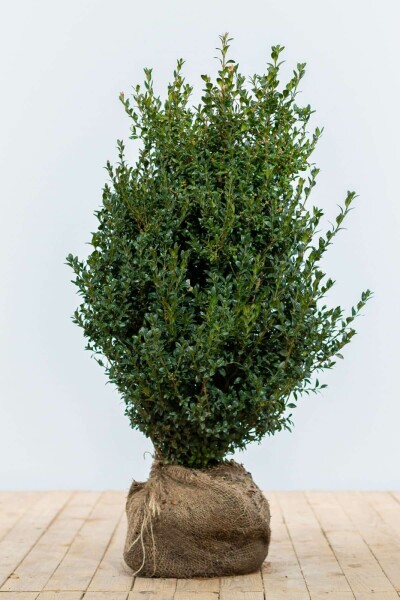 Buksbomen / Buxus Sempervirens Haag 60-80 cm