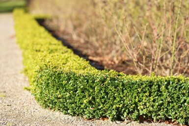 Buksbomen / Buxus Sempervirens Haag 60-80 cm