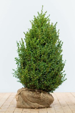 Buksbomen / Buxus Sempervirens Haag