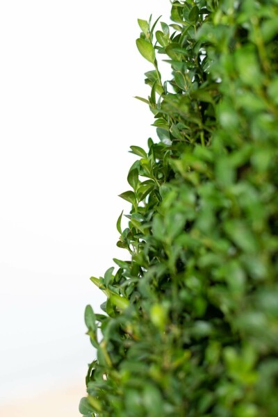 Buksbomen / Buxus Sempervirens Haag 80-100 cm