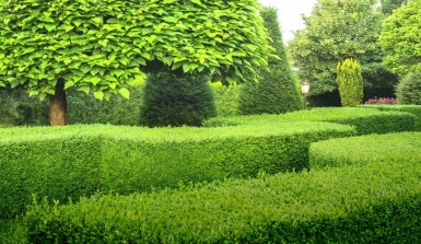 Buksbomen / Buxus Sempervirens Haag 80-100 cm