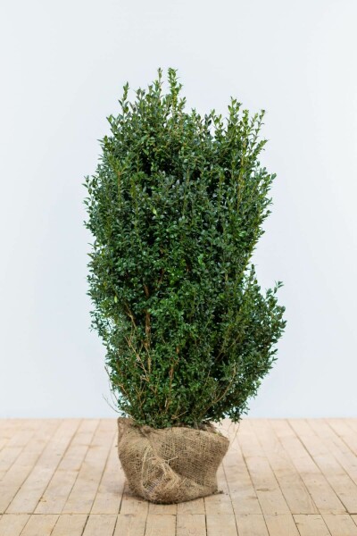 Buksbomen / Buxus Sempervirens Haag 100-125 cm