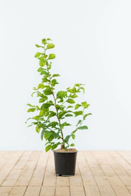 Haagplanten Bestellen: Voor Een Groene Tuin