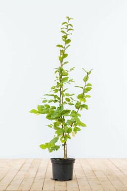 Haagplant: Soorten En Toepassingen