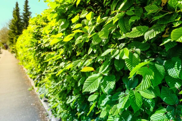 Beuk / Haagbeuk Carpinus Betulus Haag 125-150 Pot P9
