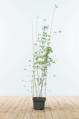 Bamboe Fargesia murieliae Jiuzhaigou Haag 80-100 Kluit Bamboe / Rode Bamboe Fargesia Jiuzhaigou 80-100 cm