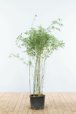 Bamboe Fargesia murieliae Jiuzhaigou Haag 125-150 Kluit Bamboe / Rode Bamboe Fargesia Jiuzhaigou 125-150 cm