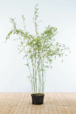 Bamboe Fargesia murieliae Jiuzhaigou Haag 150-175 Kluit Bamboe / Rode Bamboe Fargesia Jiuzhaigou 150-175 cm