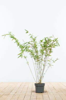 Bamboe Fargesia murieliae Jumbo Haag 60-80 Kluit Bamboe / Fargesia Murieliae Jumbo 60-80 cm