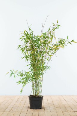 Bamboe / Fargesia Murieliae Jumbo