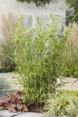 Bamboe / Fargesia Murieliae Jumbo 80-100 cm