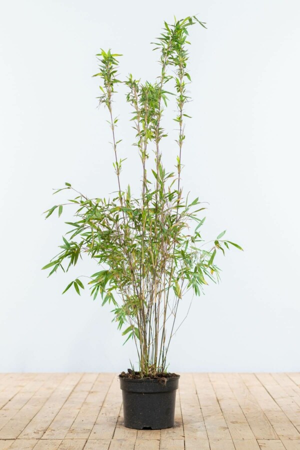 Bamboe / Fargesia Murieliae Jumbo