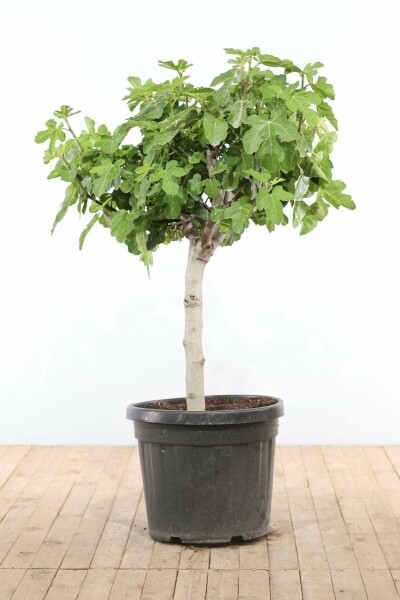 Vijgenboom / Ficus Carica bonsai 100-125 cm