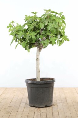 Vijgenboom / Ficus Carica bonsai 100-125 cm
