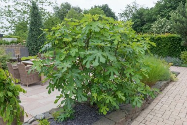 Vijgenboom / Ficus Carica bonsai 100-125 cm