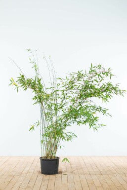 Bamboe Fargesia murieliae Jumbo Haag 150-175 Kluit Bamboe / Fargesia Murieliae Jumbo 150-175 cm