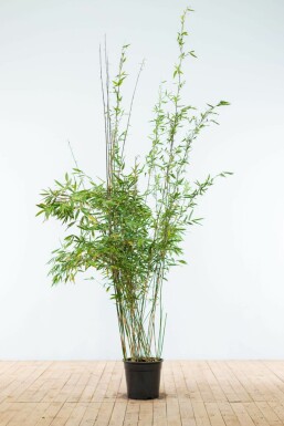 Bamboe Fargesia murieliae Jumbo Haag 175-200 Kluit Bamboe / Fargesia Murieliae Jumbo 175-200 cm
