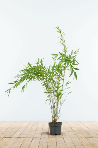 Bamboe / Fargesia Nitida 60-80 cm