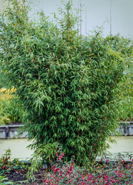 Bamboe / Fargesia Nitida 80-100 cm