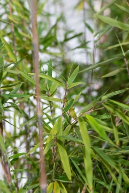 Bamboe / Fargesia Nitida 80-100 cm