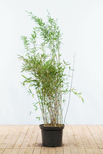 Bamboe / Fargesia Nitida 125-150 cm