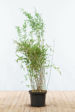 Bamboe / Fargesia Nitida 125-150 cm