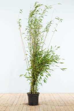Bamboe / Fargesia Nitida 175-200 cm