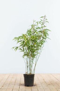 Bamboe / Fargesia Rufa 60-80 cm