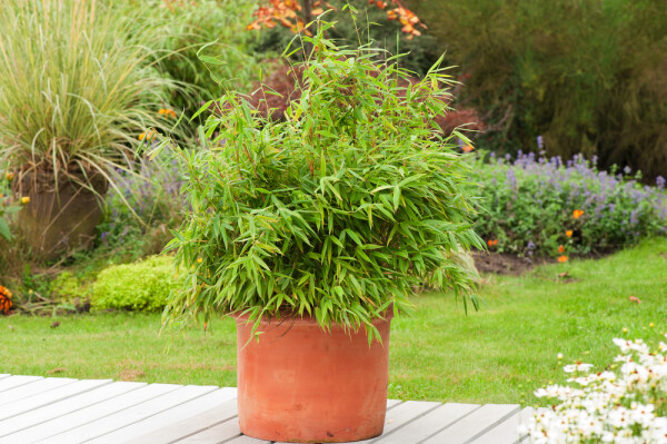 Bamboe / Fargesia Rufa 60-80 cm