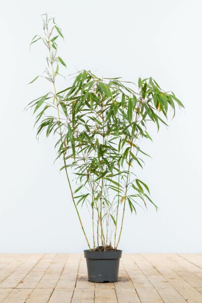 Bamboe / Fargesia Rufa 80-100 cm
