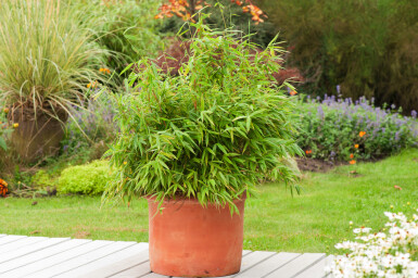 Bamboe Fargesia rufa Haag 80-100 Kluit Bamboe / Fargesia Rufa 80-100 cm