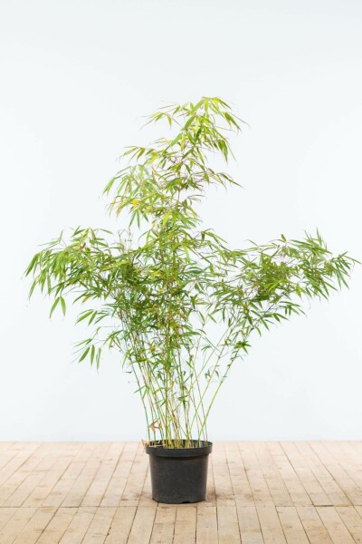 Bamboe / Fargesia Rufa 125-150 cm