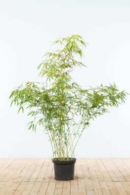 Bamboe Fargesia rufa Haag 125-150 Kluit Bamboe / Fargesia Rufa 125-150 cm